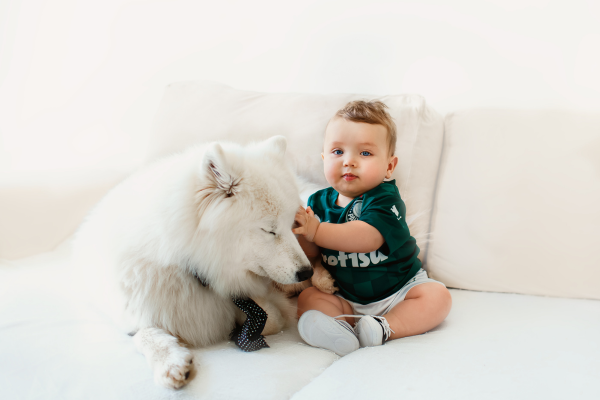 Samojed s batoletem sedí na pohovce